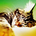 Gatitos 5
